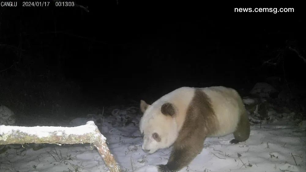 Brown giant panda