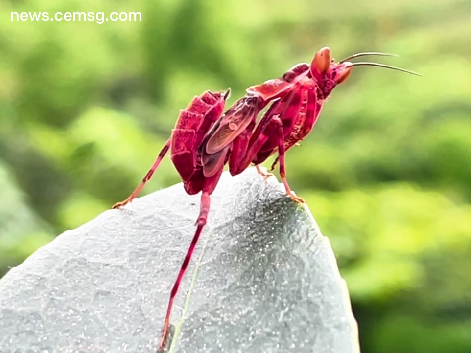 Red eyed mantis