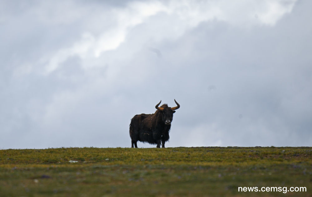 Wild Yaks