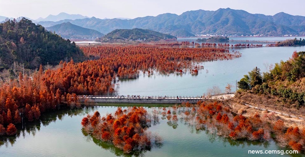 Red Metasequoia