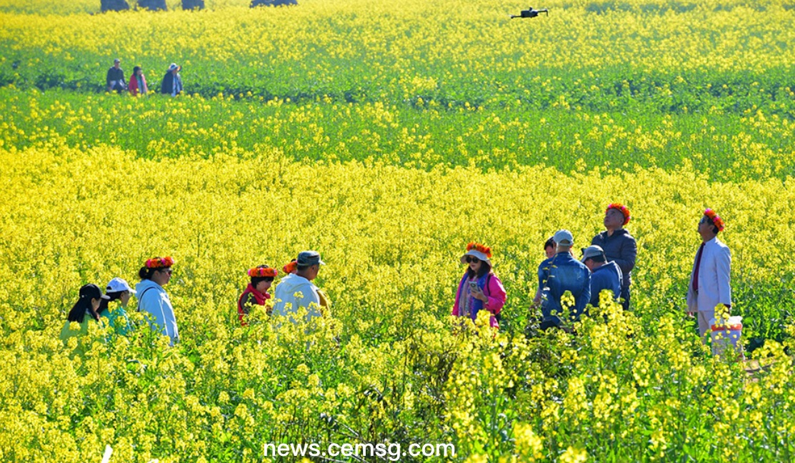 Rapeseed fields