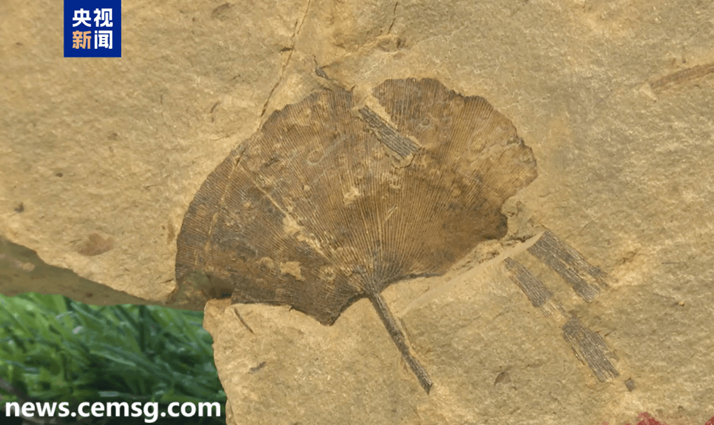 Ancient ginkgo fossil Ancient ginkgo fossil