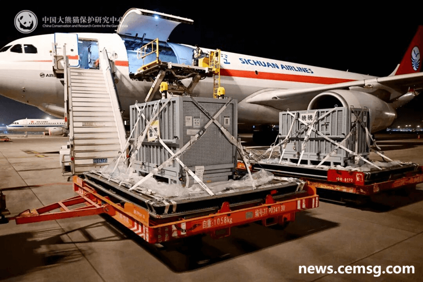 Giant Pandas Return to China Giant Pandas Return to China